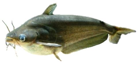 African butter catfish