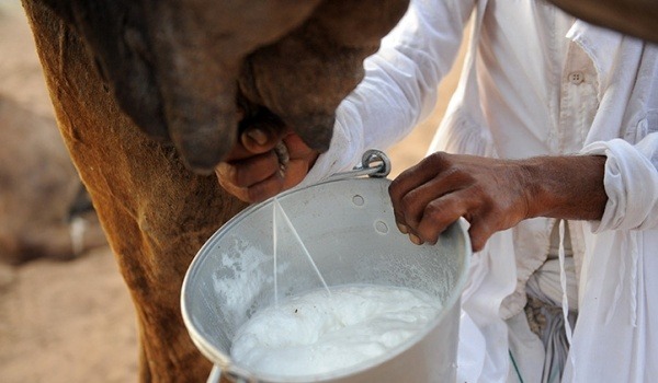 Camel Milk(At collection point)