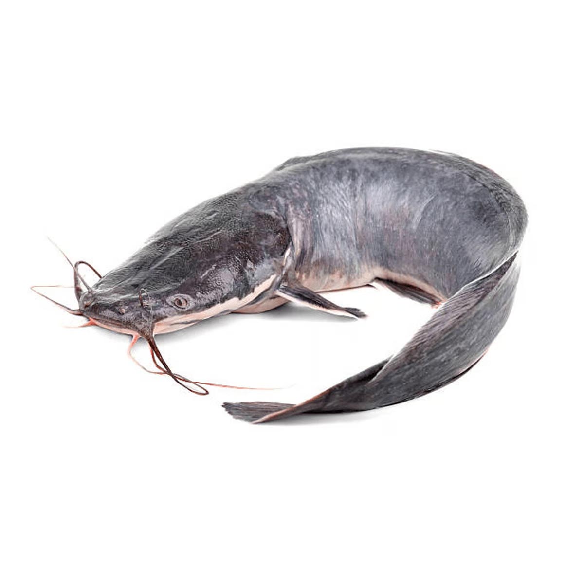 Cat Fish(Mkizi/Fume)