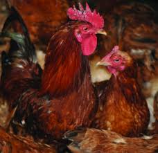 Chicken