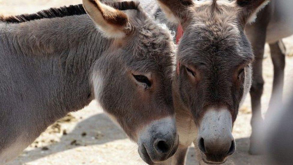 Donkey