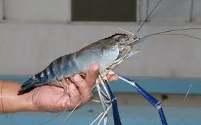Fresh Water Shrimp