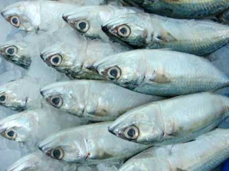 Mackerel