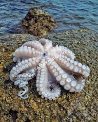 Octopus (Pweza)