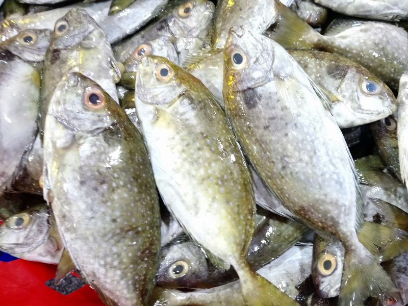 Rabbitfish (Tafi/Tasi)