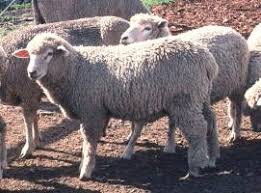 Sheep