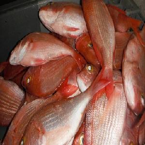 Snappers(Tazanda)